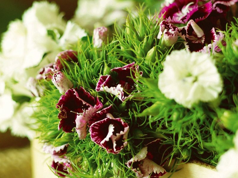 Dianthus зелень