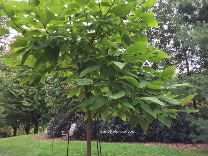 Катальпа speciosa