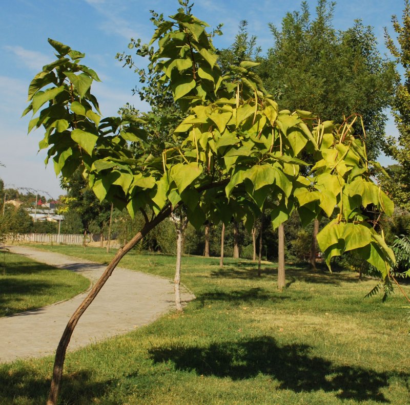Катальпа дерево осенью