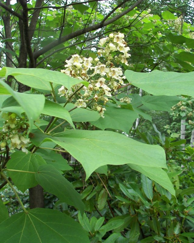 Катальпа бигнониевидная (Catalpa bignonioides)