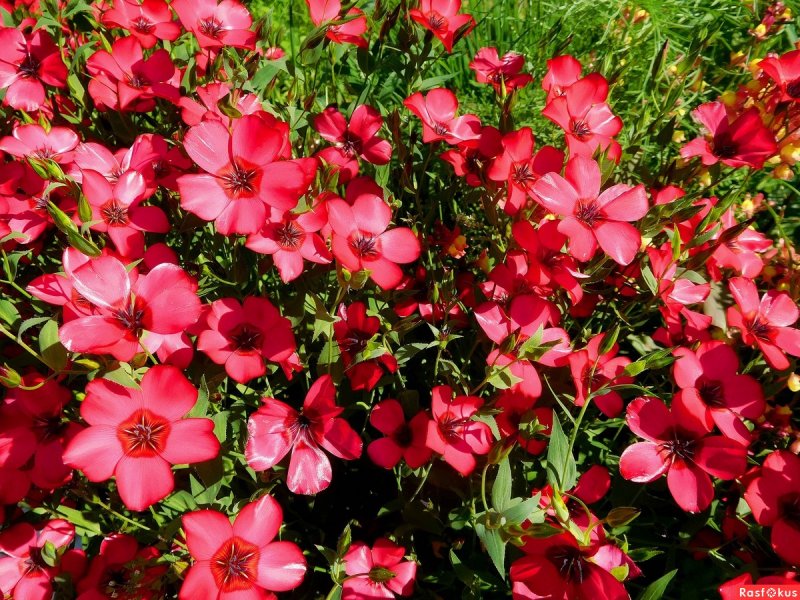 Лён крупноцветковый (Linum grandiflorum)