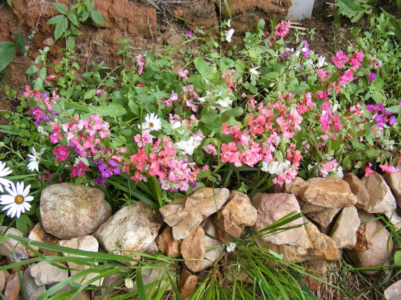 Картинки красные цветки льна