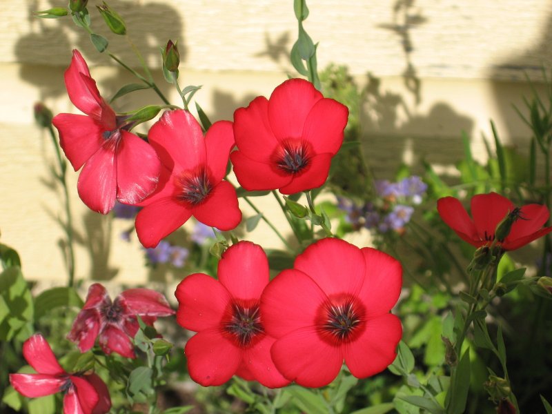 Linum grandiflorum