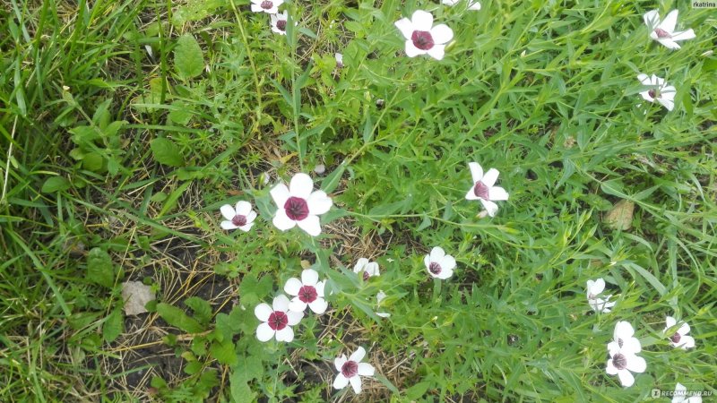 Лён крупноцветковый (Linum grandiflorum)