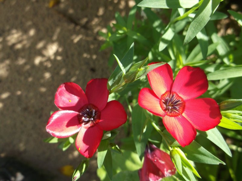 Лён крупноцветковый (Linum grandiflorum)