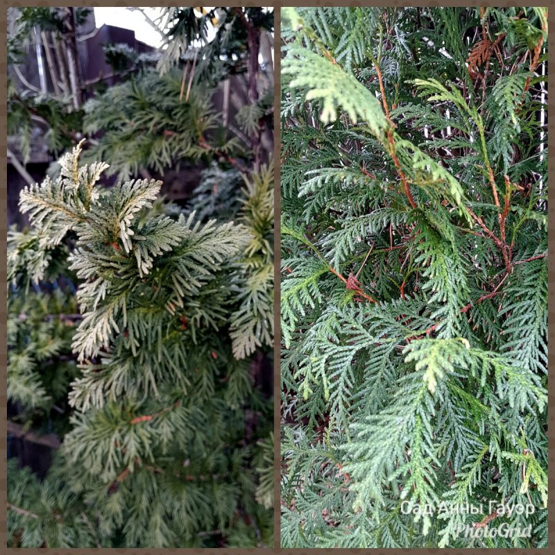 Туя Восточная (Thuja orientalis