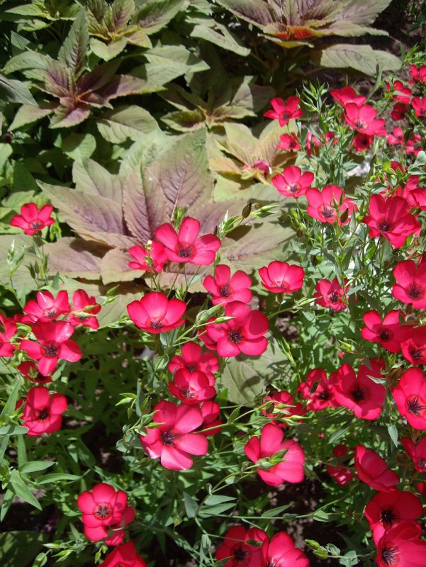 Лён крупноцветковый (Linum grandiflorum)