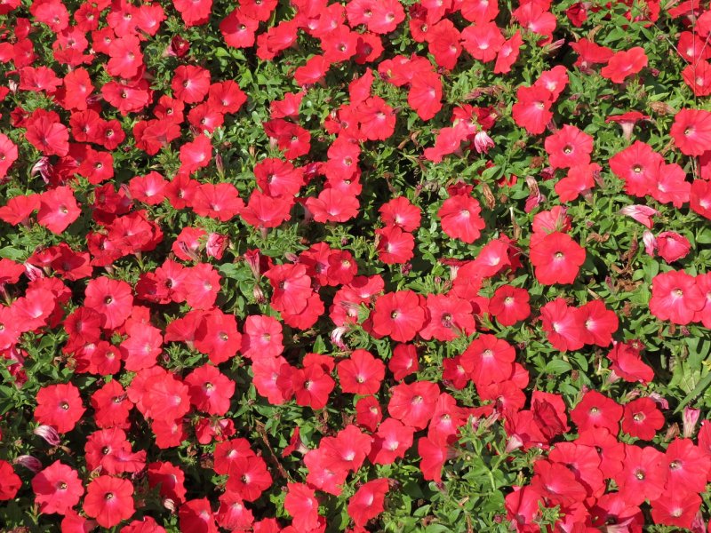 13. Лен крупноцветковый – Linum grandiflorum