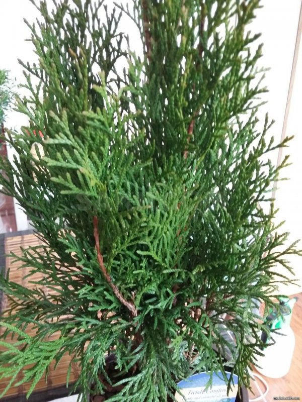 Туя Conifer