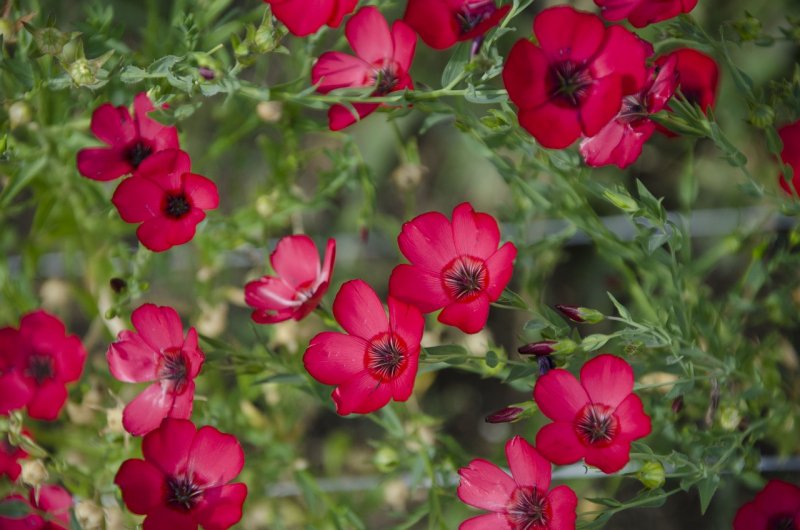 Лён крупноцветковый (Linum grandiflorum)