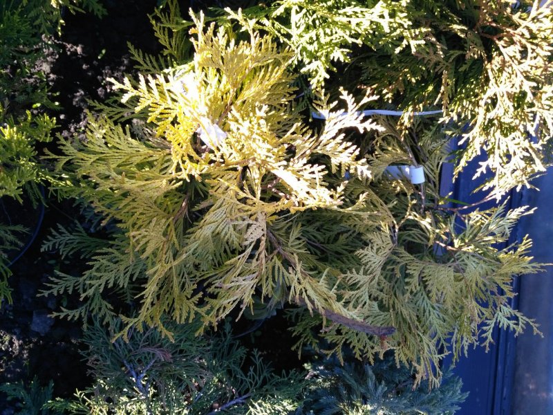 Плосковеточник Восточный (Platycladus orientalis)