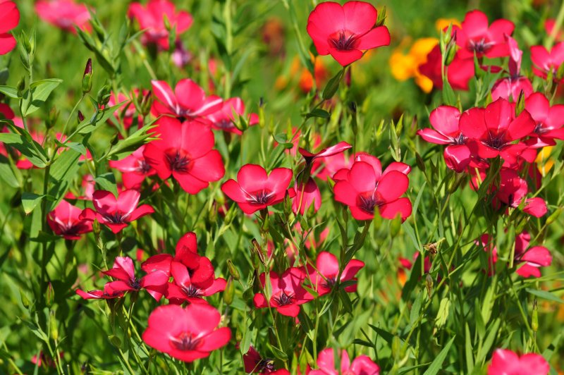 Лён крупноцветковый (Linum grandiflorum)