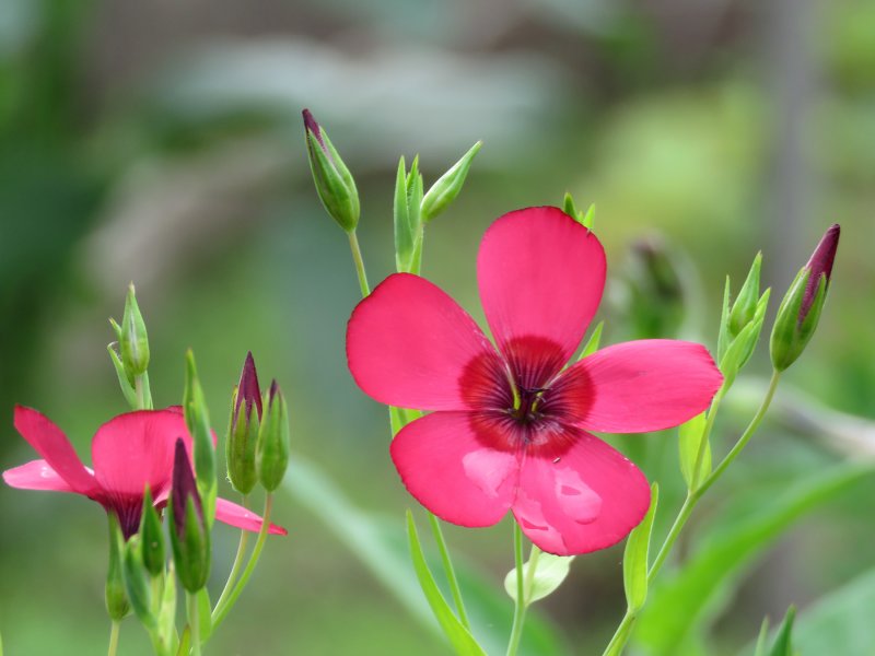 Лён крупноцветковый (Linum grandiflorum)