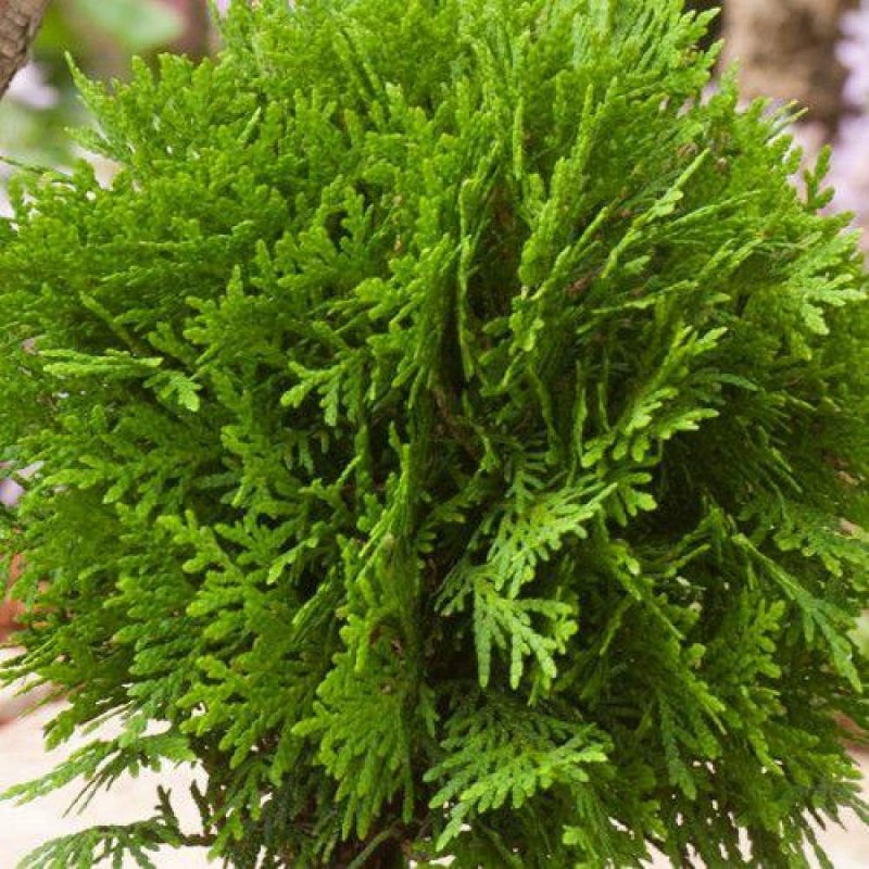Туя Восточная (Thuja orientalis