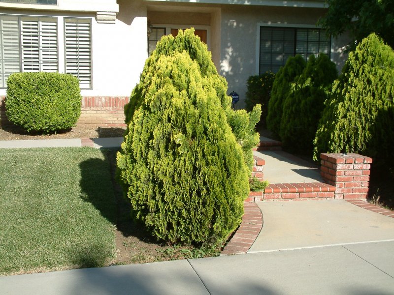 Туя Восточная pyramidalis Aurea