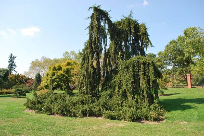 Picea Abies 'Gold Drift'