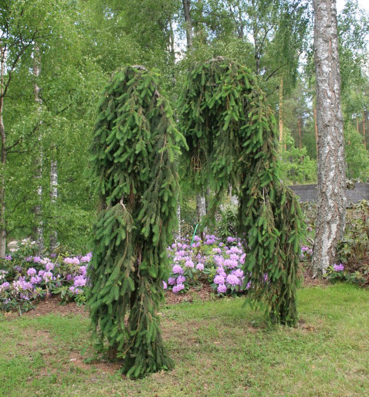 Ель Инверса Пендула