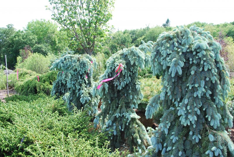 Ель обыкновенная Picea Abies 'Gold Drift'
