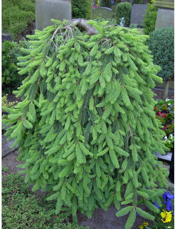 Picea Abies Formanek