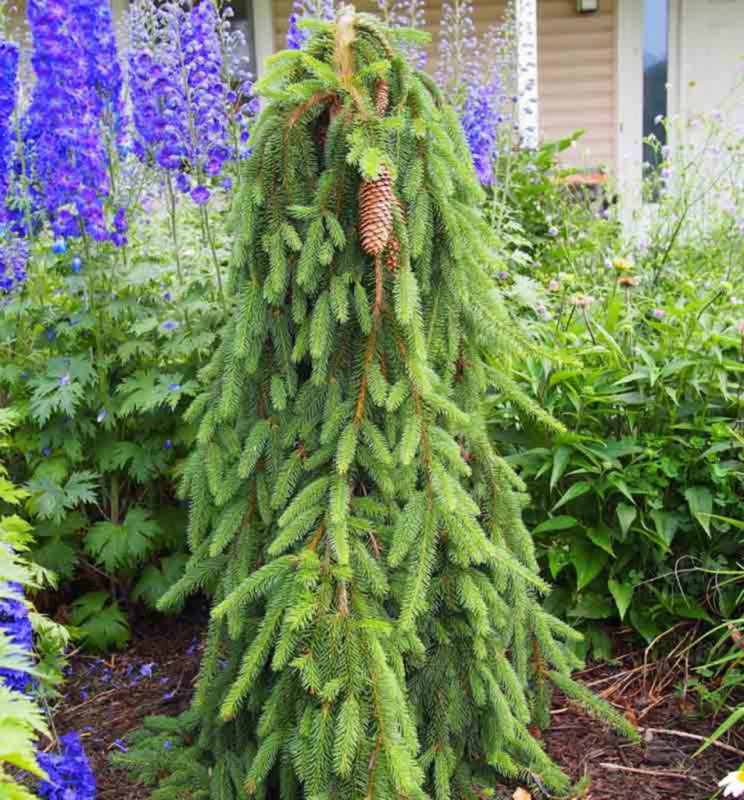 Ель обыкновенная Picea Abies inversa