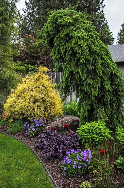 Picea Abies 'Valor'