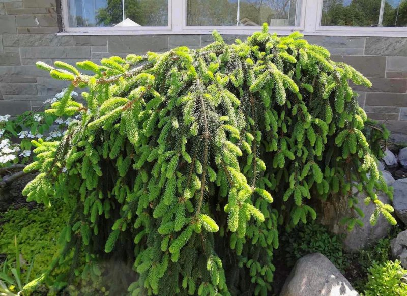 Ель обыкновенная Кобра Picea