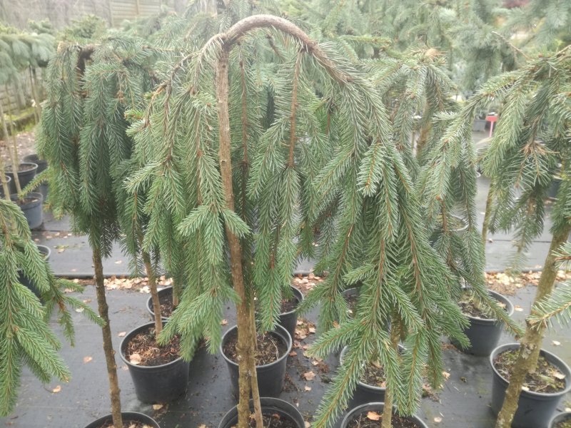 Picea glauca Landscape Garden