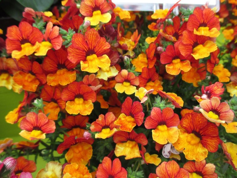 Немезия Angelart Orange