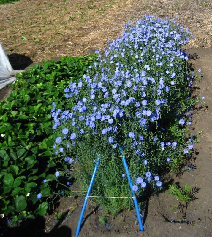 Лен многолетний Небесная глазурь