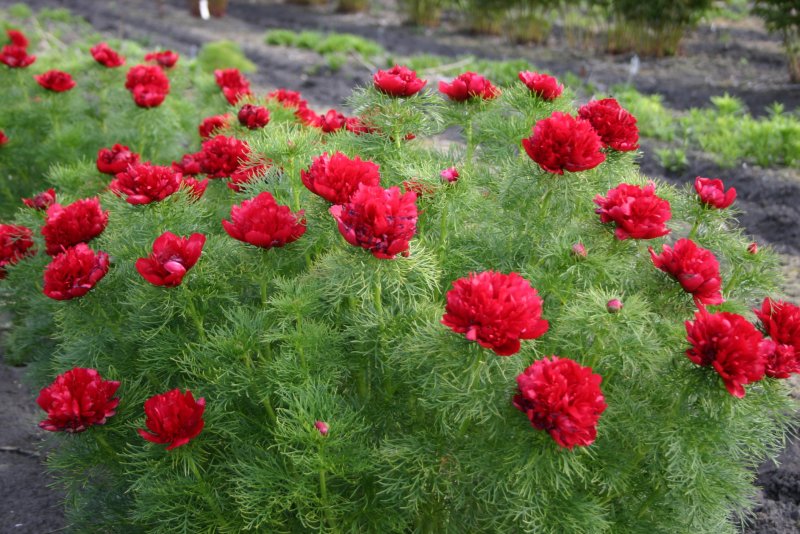 Пион тонколистный rubra Plena