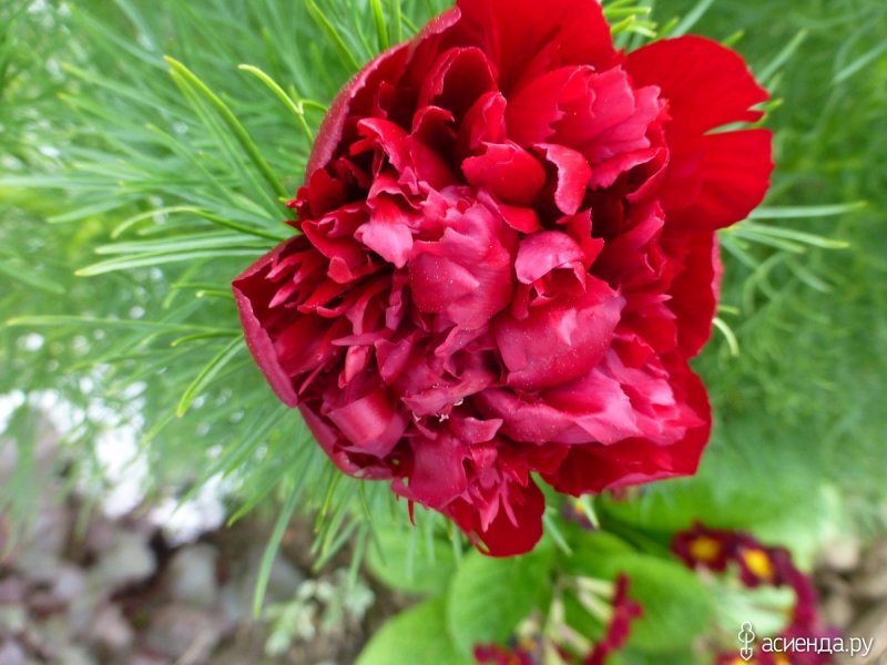 Пион tenuifolia rubra Plena