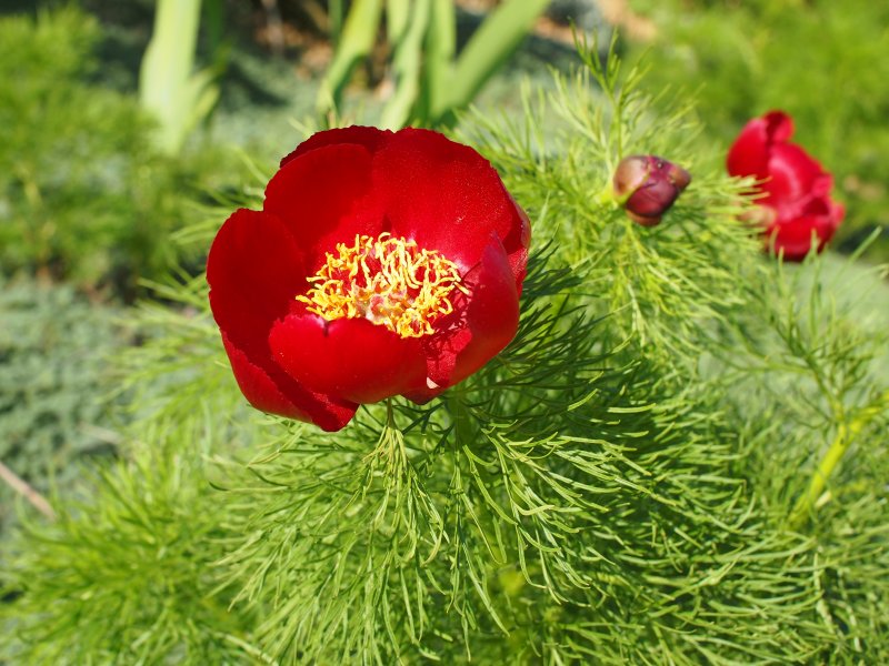 Пион tenuifolia желтый