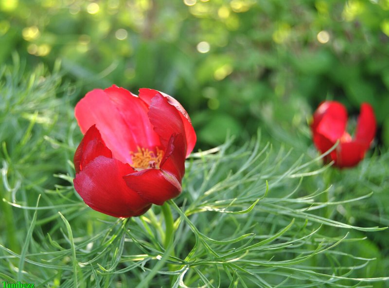 Пион тонколистный Paeonia tenuifolia