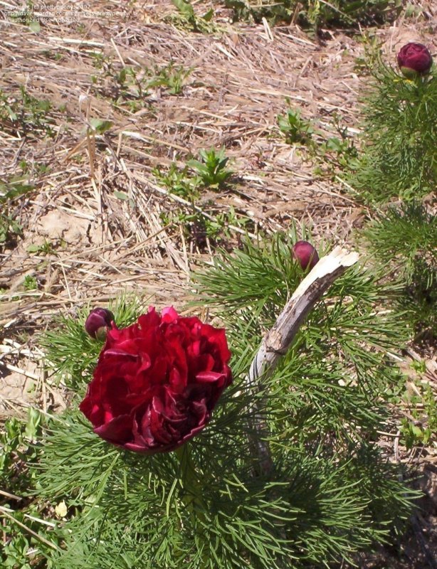 Пион тонколистный rubra Plena tenuifolia Double Fernleaf