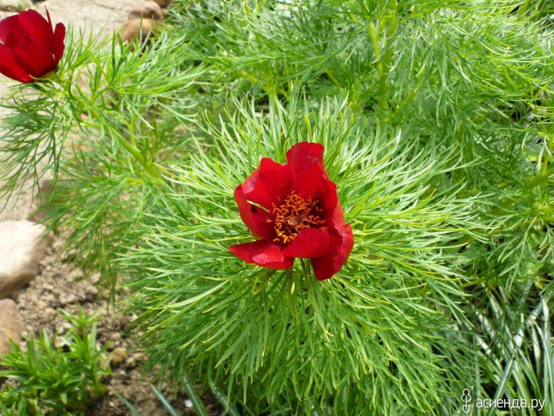 Officinalis rubra Plena пион