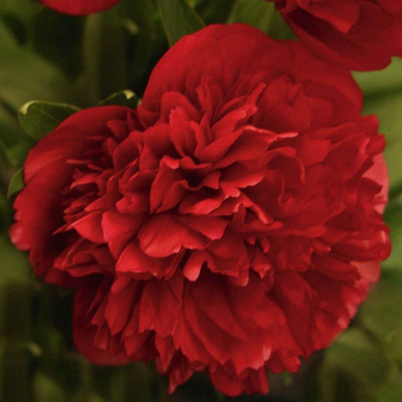 Пион тонколистный Paeonia tenuifolia