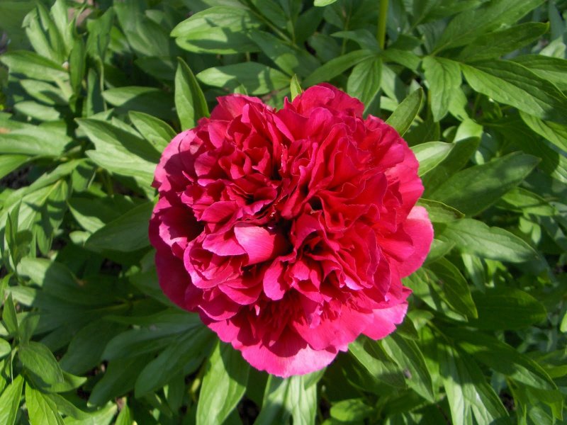 Thin-leaved Peony