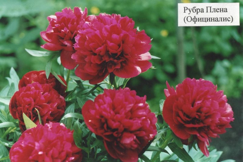 Officinalis rubra Plena пион