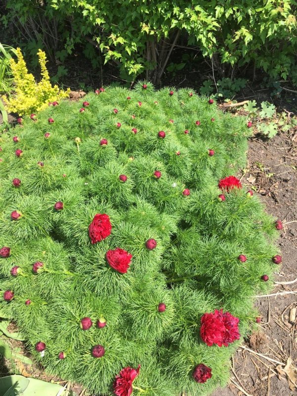 Пион тонколистный rubra Plena