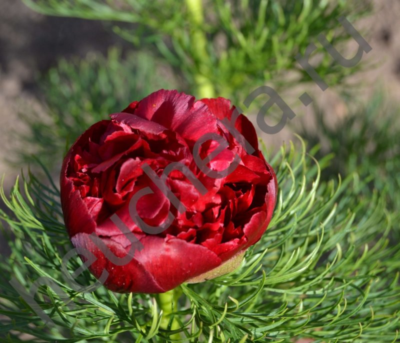 Пион p. tenuifolia 'Plena'