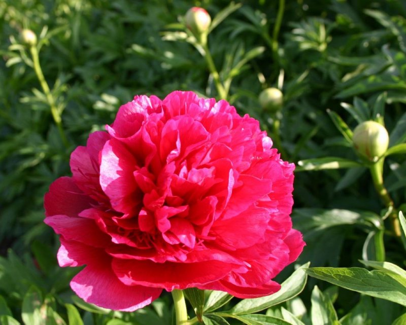 Пион tenuifolia