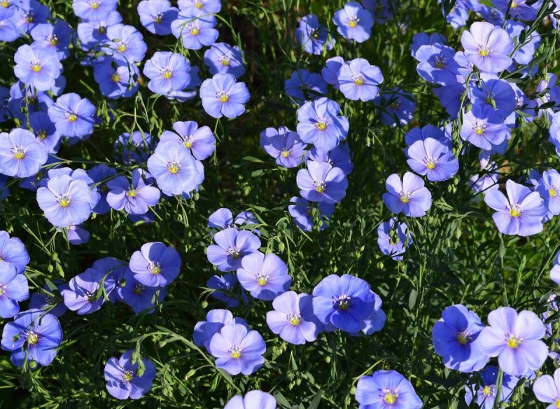 Лен многолетний Linum perenne