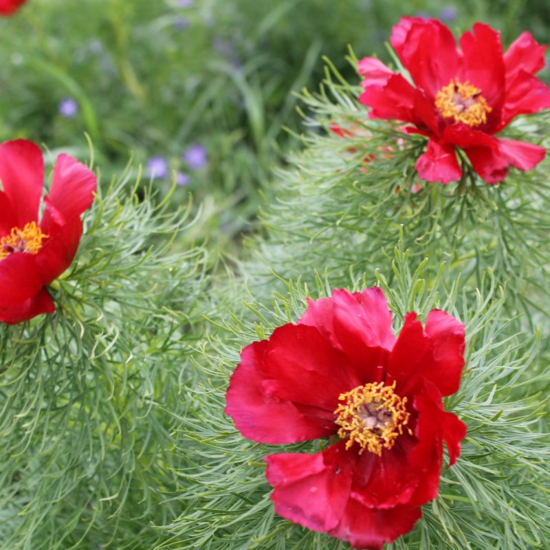 Officinalis rubra Plena пион