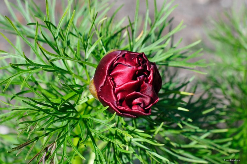 Пион tenuifolia