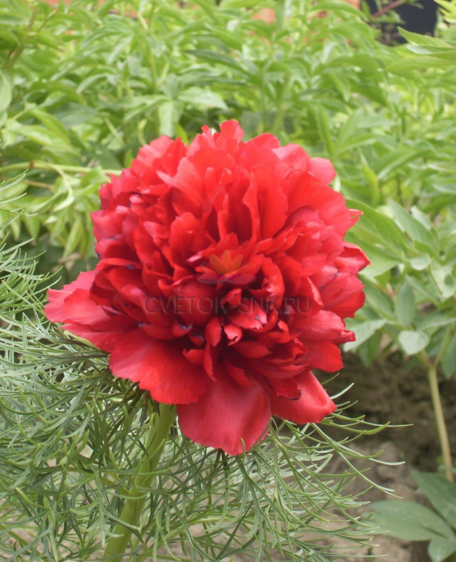 Пион тонколистный Paeonia tenuifolia