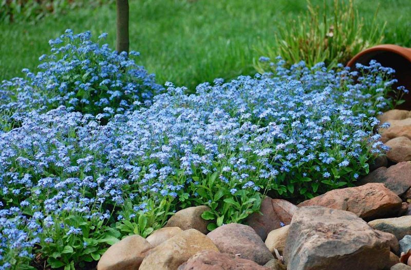 Незабудка Лесная Myosotis sylvatica