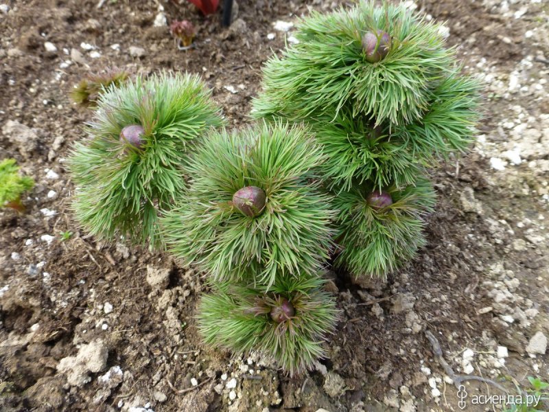 Пион тонколистный Paeonia tenuifolia