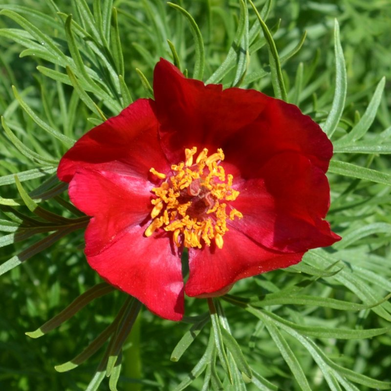 Пион tenuifolia
