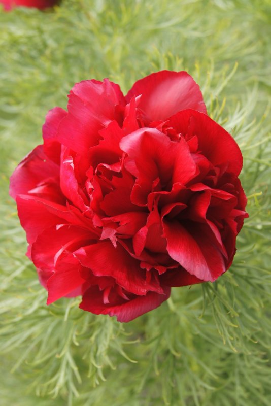 Пион tenuifolia