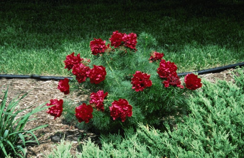 Пион тонколистный rubra Plena